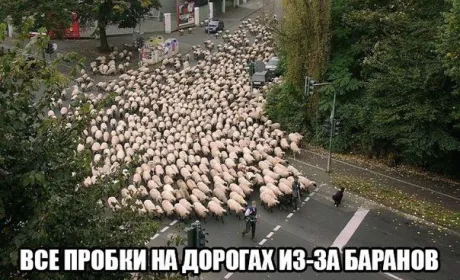 Лайфхаки тижня: дивацтва науковців та активізація представників найдревнішої професії