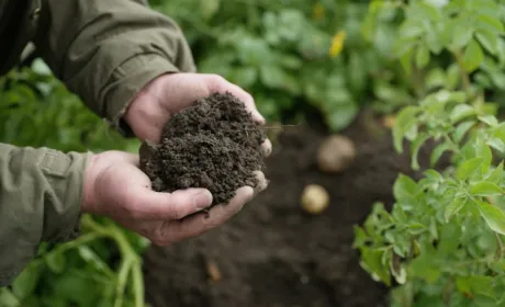 BASF Agricultural Solutions розпочне Глобальну сільськогосподарську вуглецеву програму