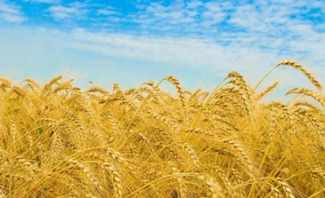 На Кіровоградщині аграрії планують зібрати 1.6 млн т зерна