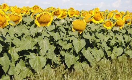 Посуха Україні не загрожує, — Укргідрометцентр