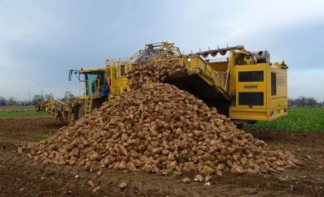 Цукрові буряки почали збирати раніше часу