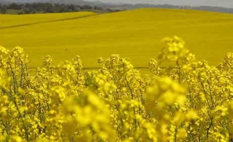 На Закарпатті супутникова зйомка полів виявила "необліковані" посіви озимого ріпаку