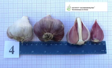В Україні зареєстровано новий сорт озимого часнику
