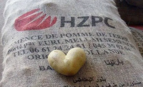 Ноу-хау від HZPC - багатофункціональна електронна бульба-датчик
