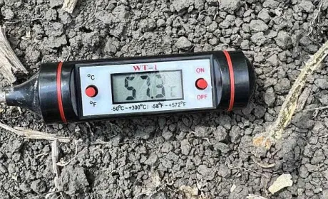 Через спеку в Україні може початись овочева криза