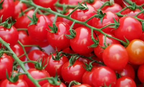 Найсолодкий томат черрі: на Тайвані виростили унікальний продукт