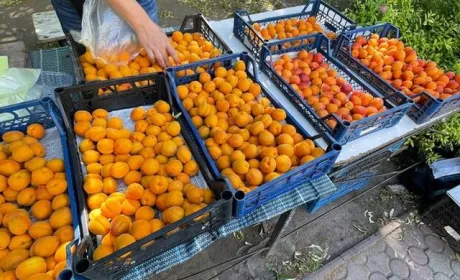 Ціни на перші абрикоси на третину нижчі, ніж минулого року