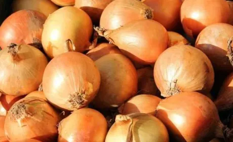 Ціни на цибулю знижуються через низьку якість продукції