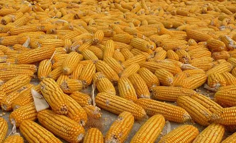 Ціни на фуражну кукурудзу в Україні продовжують зростати