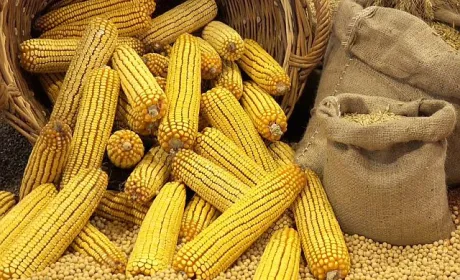 Ціни на кукурудзу зростають, але виробники не поспішають її продавати