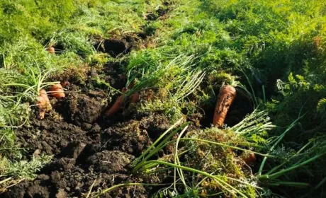 Ціни на моркву на Кіровоградщині вдвічі нижчі, ніж минулорічні