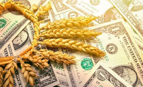 Трейдери очікують зростання цін на пшеницю