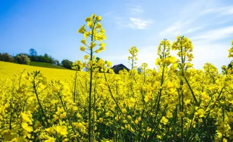 Ціни на ріпак продовжуватимуть зростати