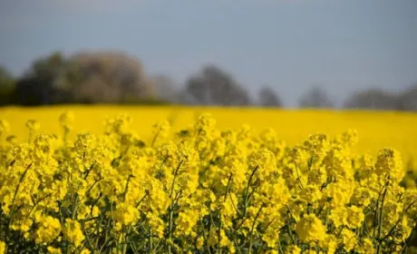 Аграрії не поспішають продавати ріпак