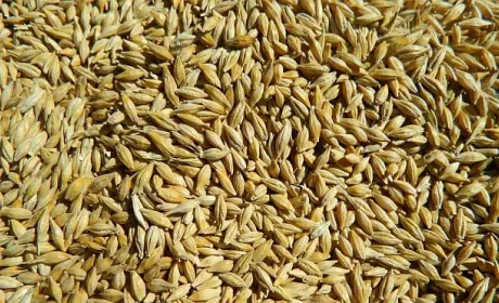 Ціни на ячмінь виросли, але фермери не поспішають його продавати