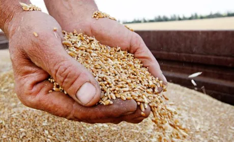 Україна вимушена продавати зерно набагато дешевше, ніж росія