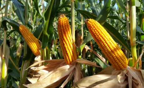 Насіннєвий комплекс Corteva Agriscience в Україні здійснив перший експорт напряму іноземному сільгоспвиробнику