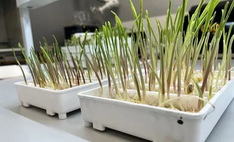 Corteva Agriscience локалізувала перевірку якості обробки насіння, виробленого в Україні