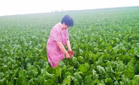 Стан посівів цукрового буряку на Київщині оцінюється як добрий