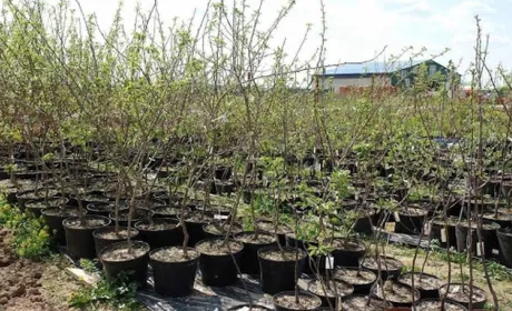 Уряд не буде забороняти торгівлю посадковим матеріалом в умовах карантину