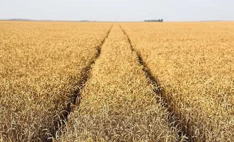 Фонд держмайна створив першого державного оператора земель сільськогосподарського призначення