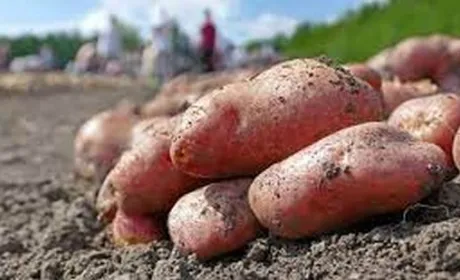 USAID АГРО  допоможе українським картоплярам