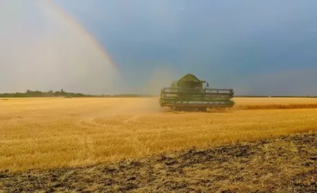 Через дощі жнива в багатьох регіонах затягуються