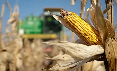Україна зменшить виробництво та експорт кукурудзи і пшениці, – прогноз USDA