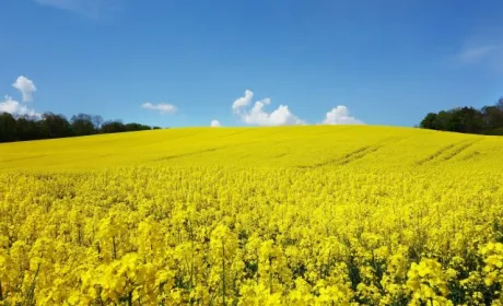 Австралія наздоганяє Україну в експорті ріпаку до ЄС