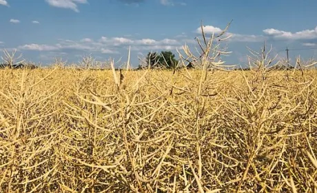 Експорт та переробка ріпаку: нові рекорди