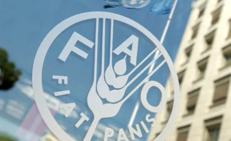 FAO радить українським виробникам молочки розвивати збут