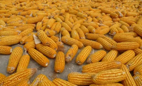 Знижуються ціни на фуражну кукурудзу
