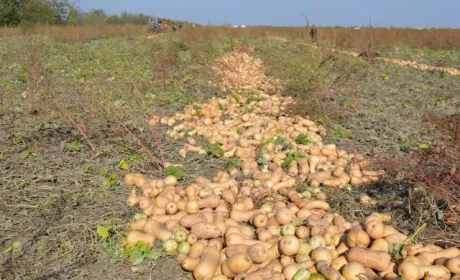 Фермери щороку збільшують площі під гарбузами