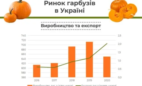 Україна займає друге місце в світі за виробництвом гарбузів