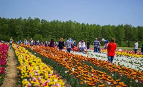 У Нідерландах фермери косять тюльпанові поля, щоб уникнути скупчень людей