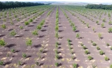 В Україні росте найпівнічніший горіховий сад у світі