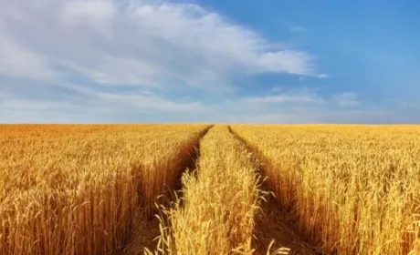 Україна поставить зерно африканським країнам