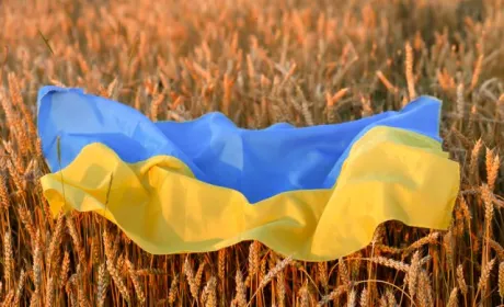Ємен отримав 30 тис. тонн української пшениці