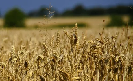 У Києві відбувся Установчий саміт продовольчої ініціативи Grain from Ukraine