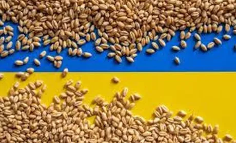 Обласні адміністрації зможуть передавати надлишкове зерно для гуманітарної програми «Grain from Ukraine»