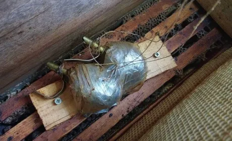Окупанти замінували вулик, проте від вибуху людей врятували бджоли