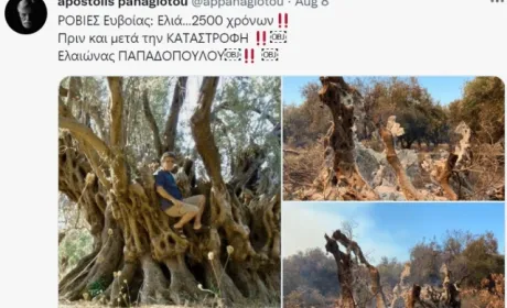 У Греції лісова пожежа знищила оливкове дерево, якому було 2,5 тисячі років