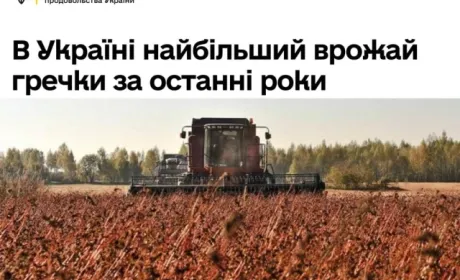 Україна зібрала найбільший урожай гречки за останні роки