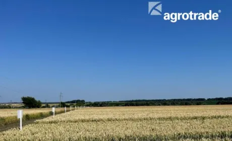 Найврожайніші культури Групи АГРОТРЕЙД 2022 року