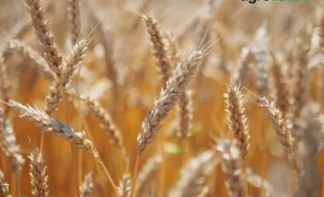 У 2022 році посівним матеріалом Agroseeds були засіяні поля у восьми регіонах України, — Група АГРОТРЕЙД