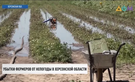 Через негоду у Херсонській області згнив урожай: чи здорожчають фрукти та овочі?