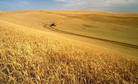 Частка причорноморських країн в світовому експорті зерна скоротиться вперше за 6 років