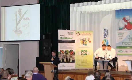 Відкриття десятиліття — вирощування імбиру в теплицях
