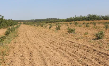 Горіховий подарунок від провідного питомника