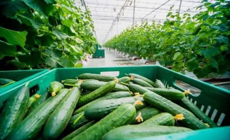 Наявного імпорту недостатньо, щоб зупинити зростання цін на огірки